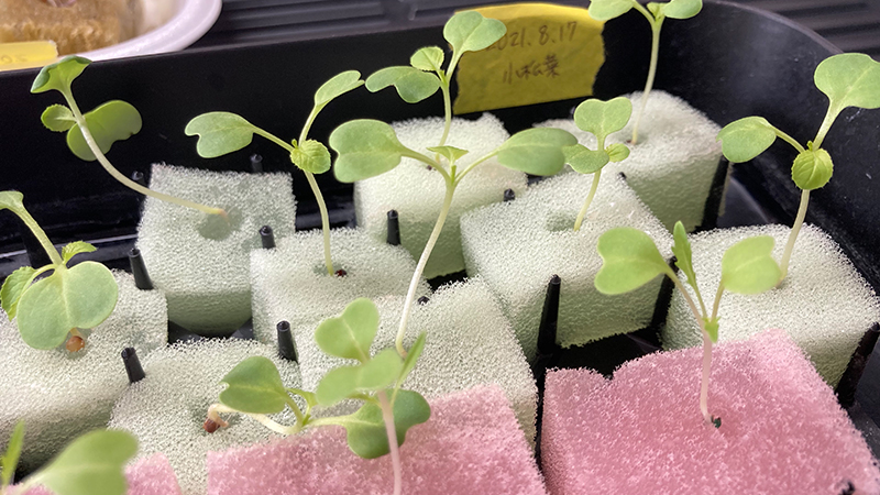 小松菜の苗の徒長