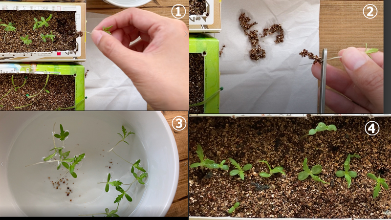 春菊の苗の徒長対策