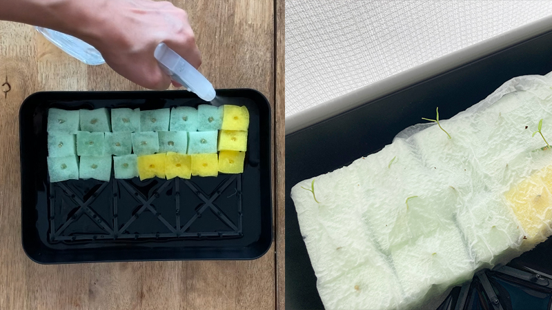 水耕栽培チャレンジ