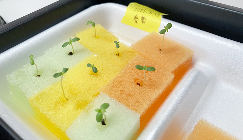 スポンジ水耕栽培