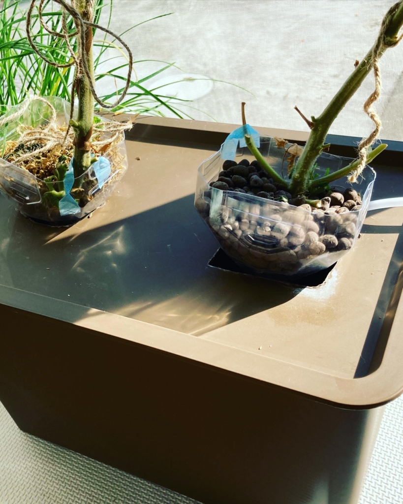 ダイソーの収納ケースで水耕栽培